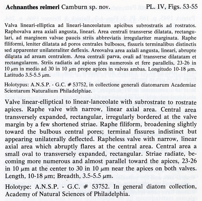 Achnanthes reimeri orig descr1