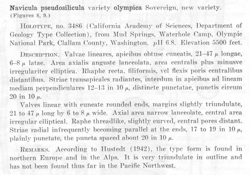 Navicula pseudosilicula var. olympica orig descr