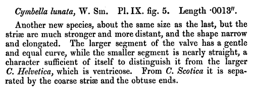 Cymbella lunata orig descr1