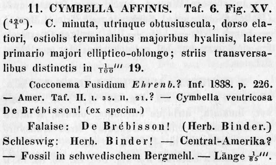 Cymbella affinis orig descr