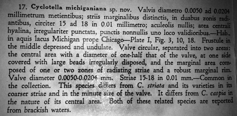 Cyclotella michiganiana orig descr