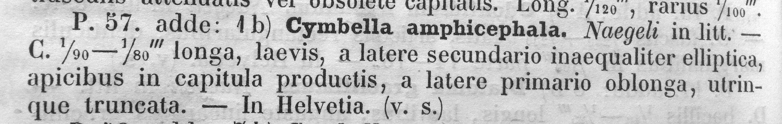 Cymbella amphicephala orig descr