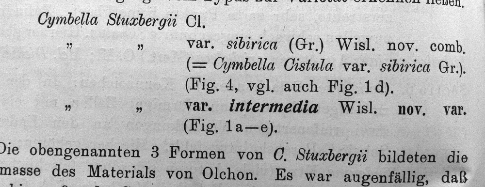 Cymbella stuxbergi var. intermedia orig illus