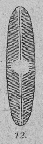 Cavinula variostriata orig descr