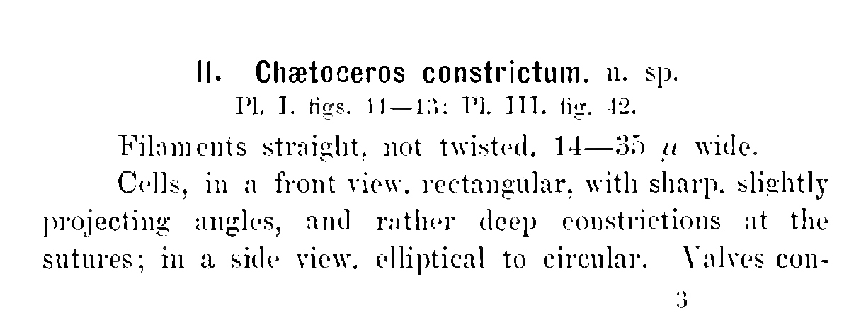 Chaetoceros constrictum orig desc A