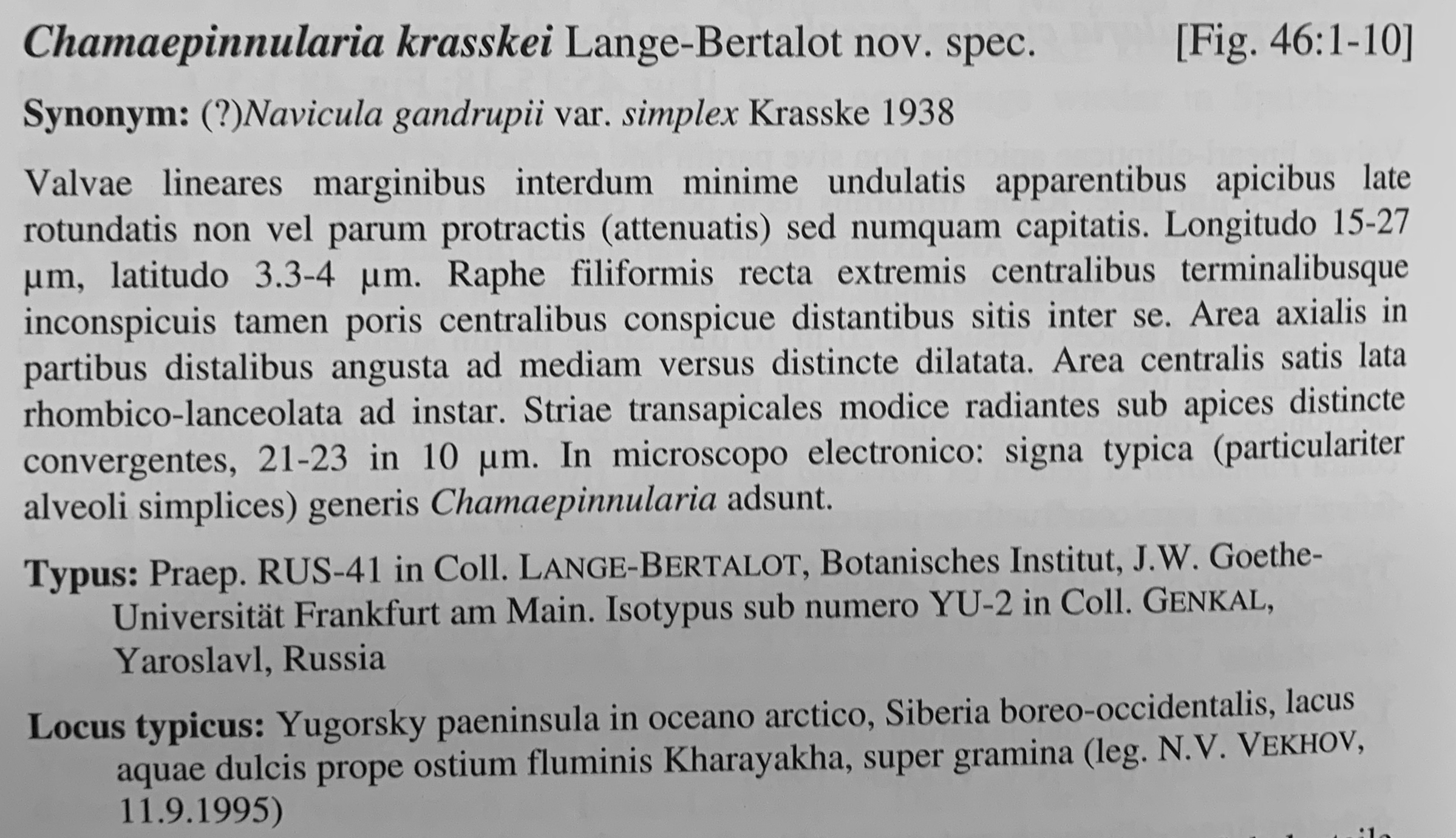 Chamaepinnularia krasskei orig desc