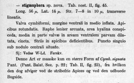 Cymbella stigmaphora orig desc