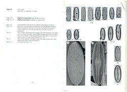 Diploneis Fontanella Orig Illus