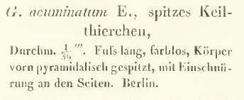 Ehr 1832  G Acuminatum
