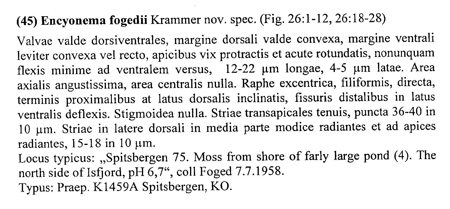 Encyonema Fogedii Origdesc001