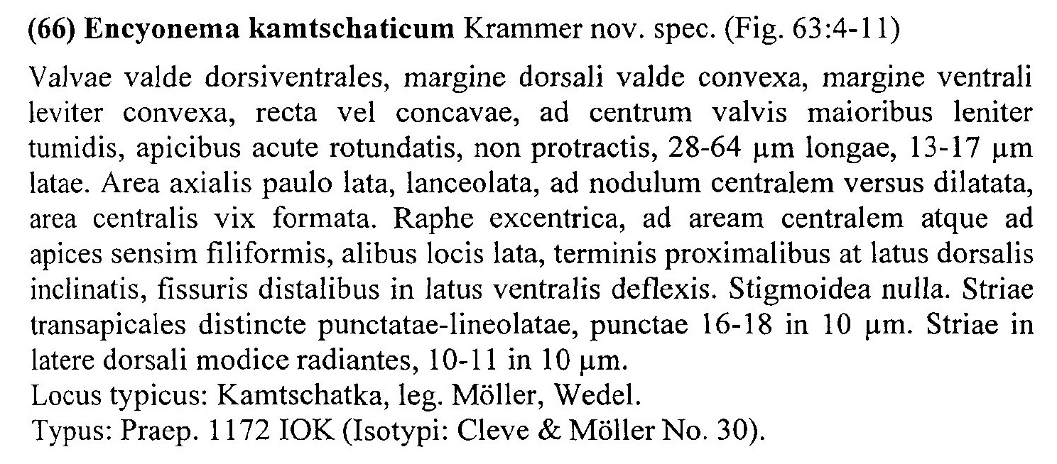 Encyonema Kamtschaticum Origdesc001