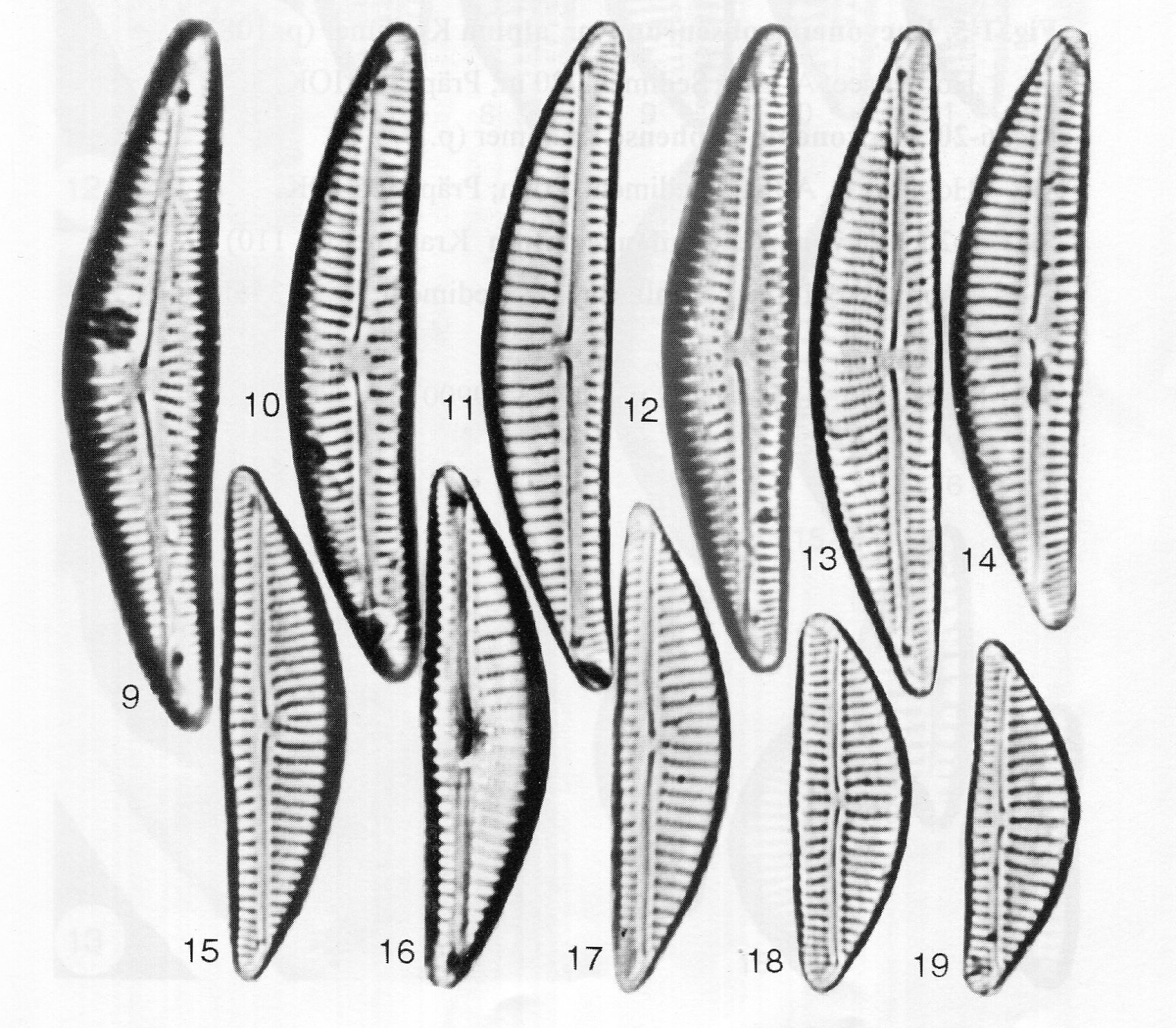 Encyonema Procerum Origimag001