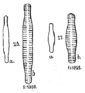 F Bicapitata