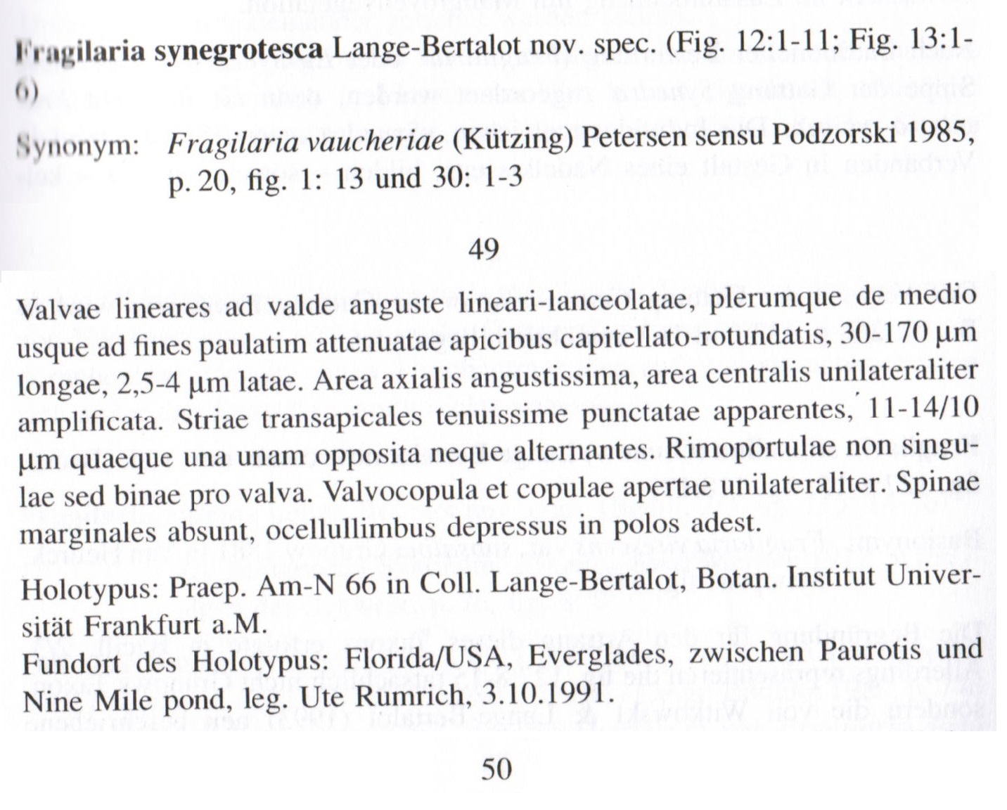 F Synegrotesca Orig Des