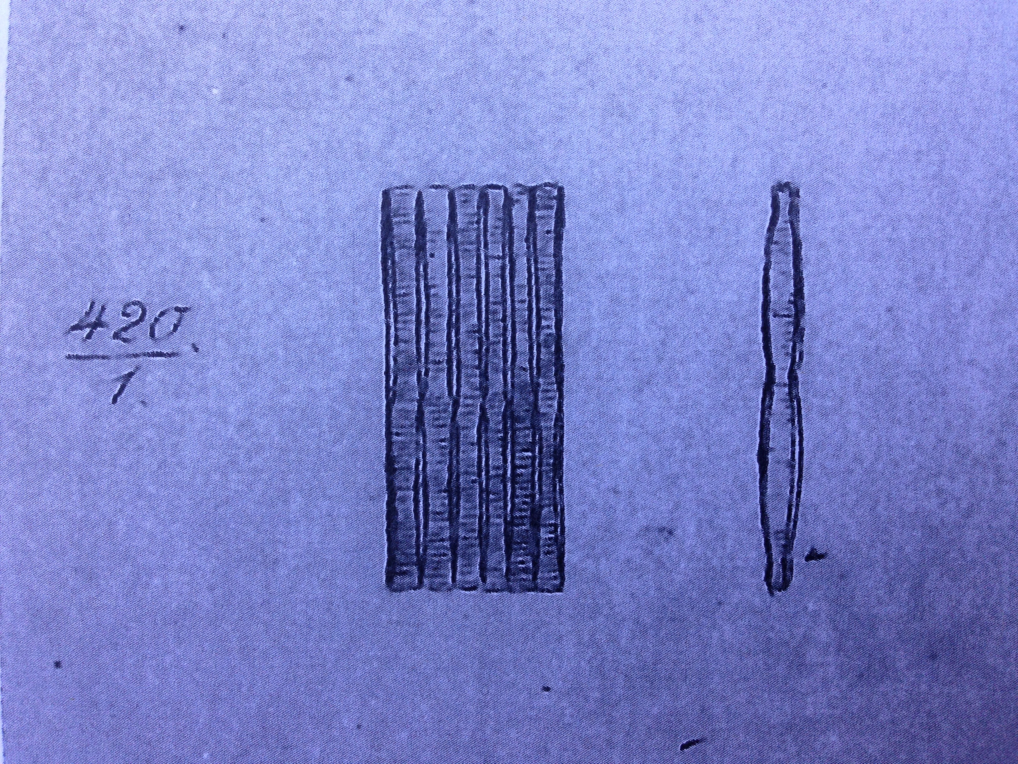 ____Frag Mesolepta  Rabenhorst 1041 (1861)