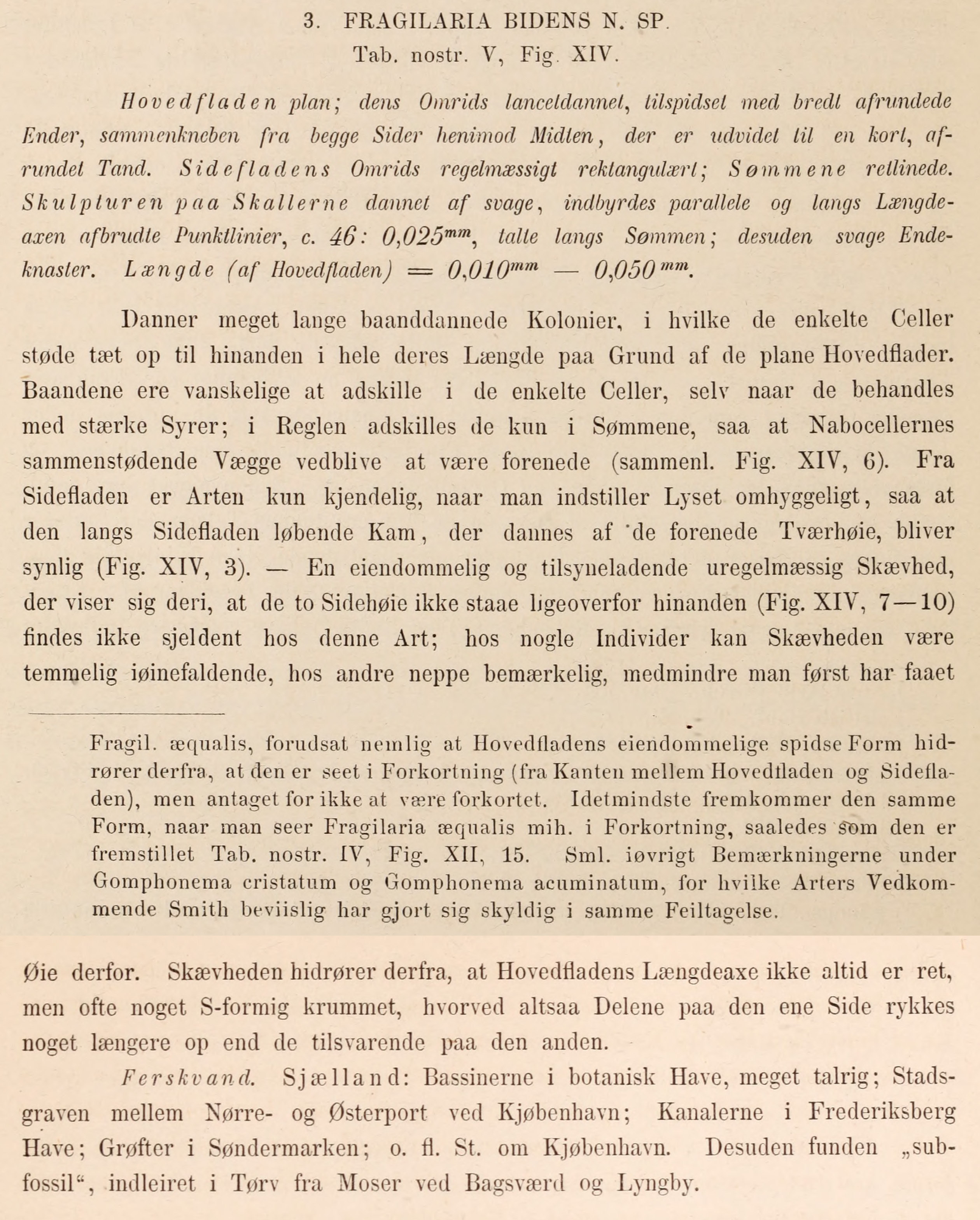 Fragilaria Bidens Description  Heiberg 1863