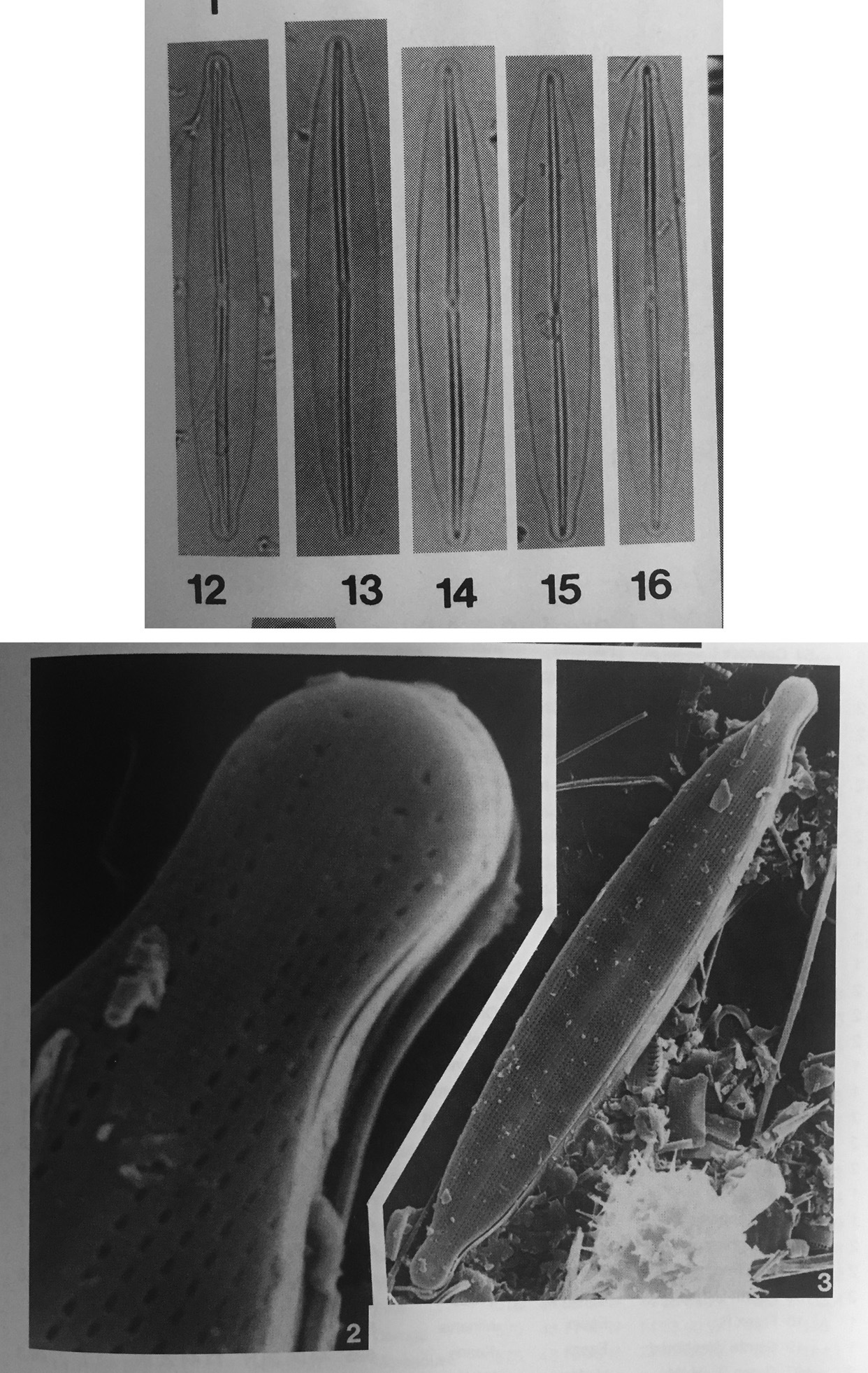 Frustulia Pseudomagaliesmontana Orig Illus