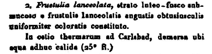 Frustulia Lanceolata  Agardh1827002