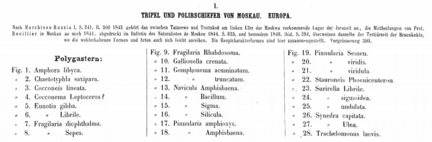 Fsepes  Ehrenb Plate37Text