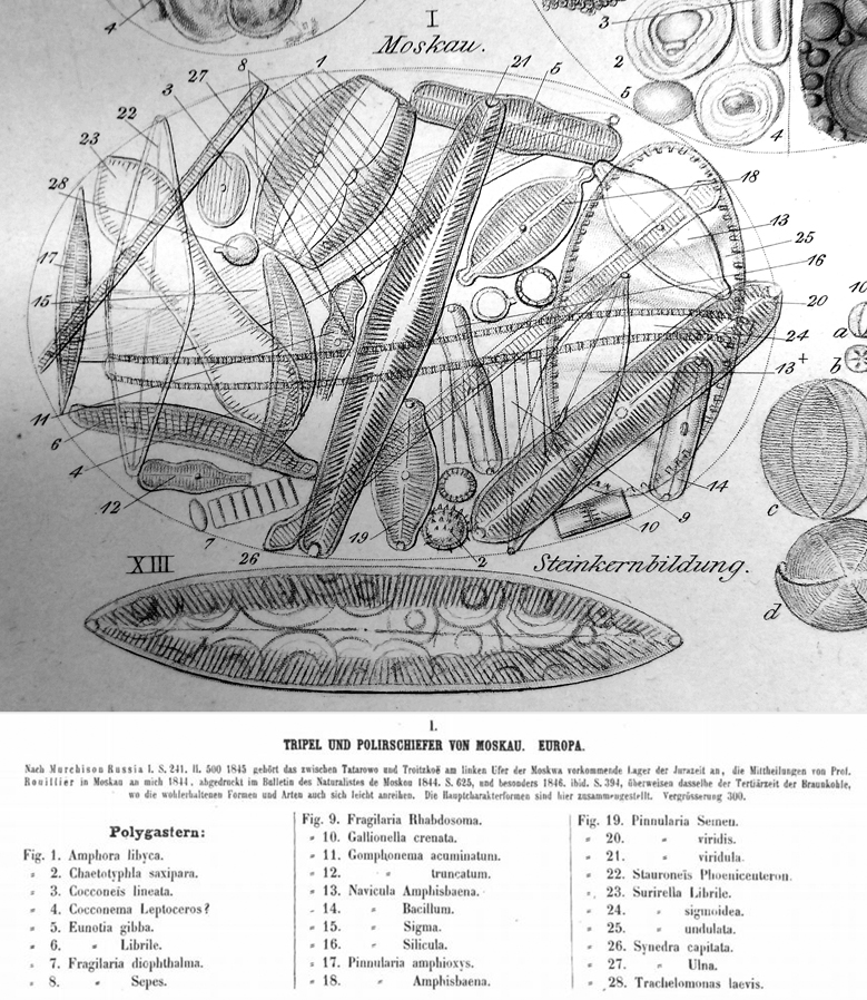 Fsepes  Ehrenb Plate37Withtext Small