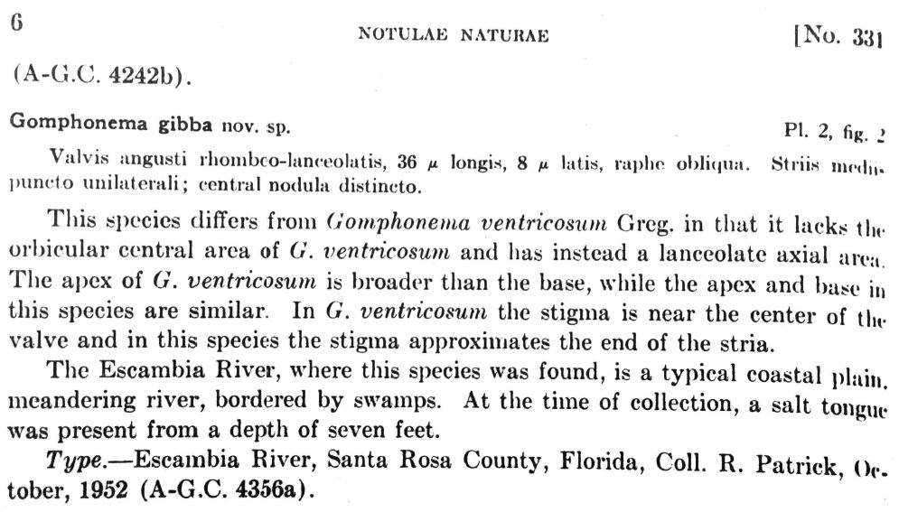 Gomphonema Gibba  Wallace 1960