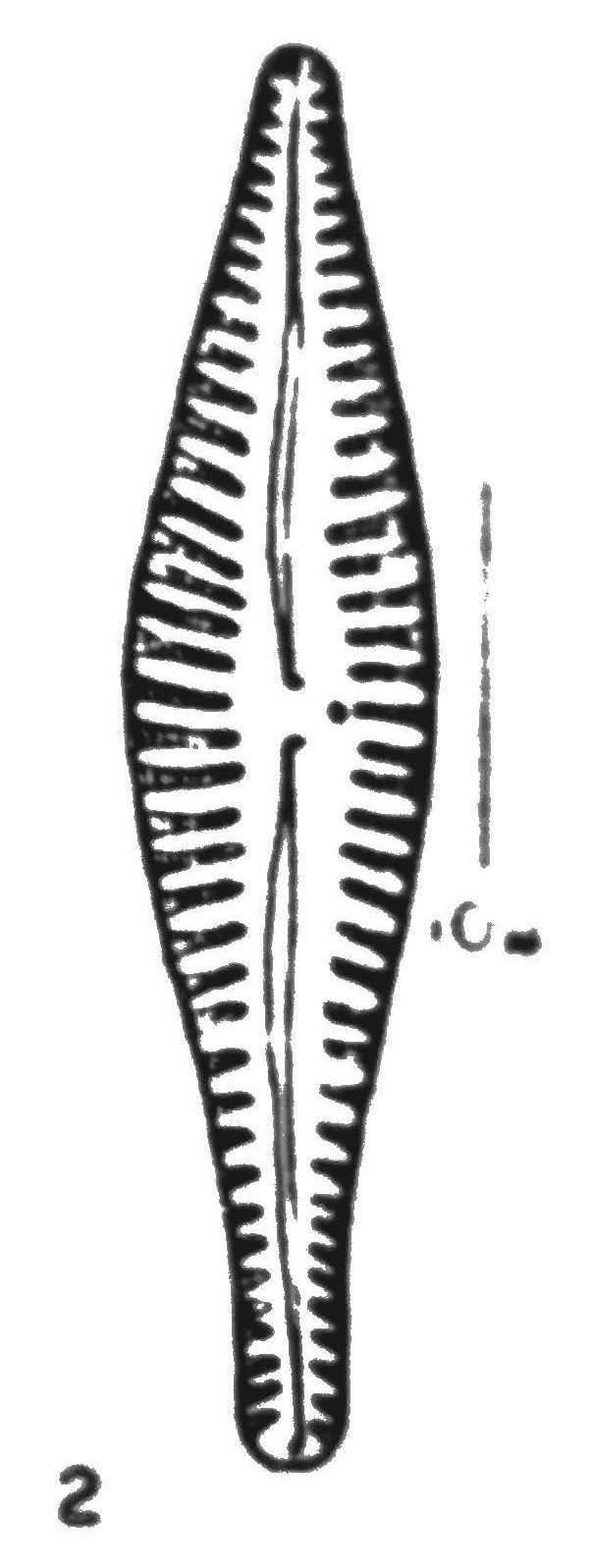 Gomphonema Gibba  Wallace 1960 Fig