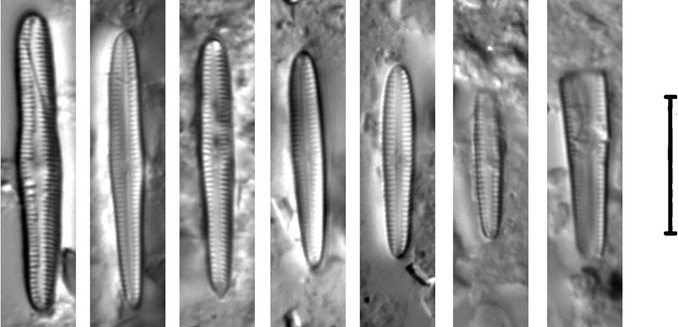 Gomphosphenia Stoermeri  Thomas Etal 2009