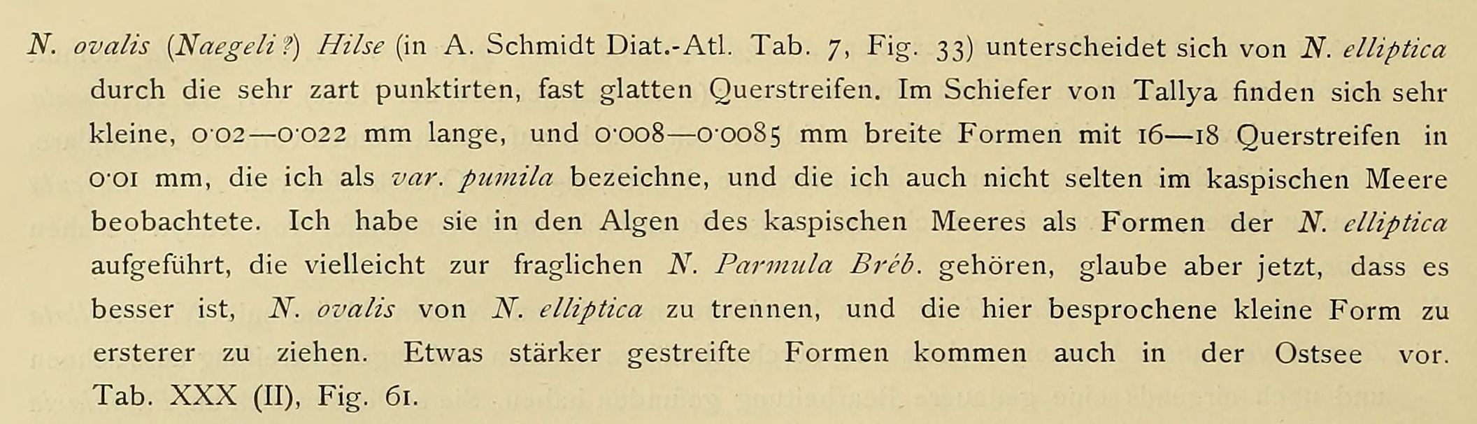 Grunow 1882 Text