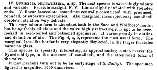 Lewis F W 1864 On some new and singular intermediate forms of Diatomaceae