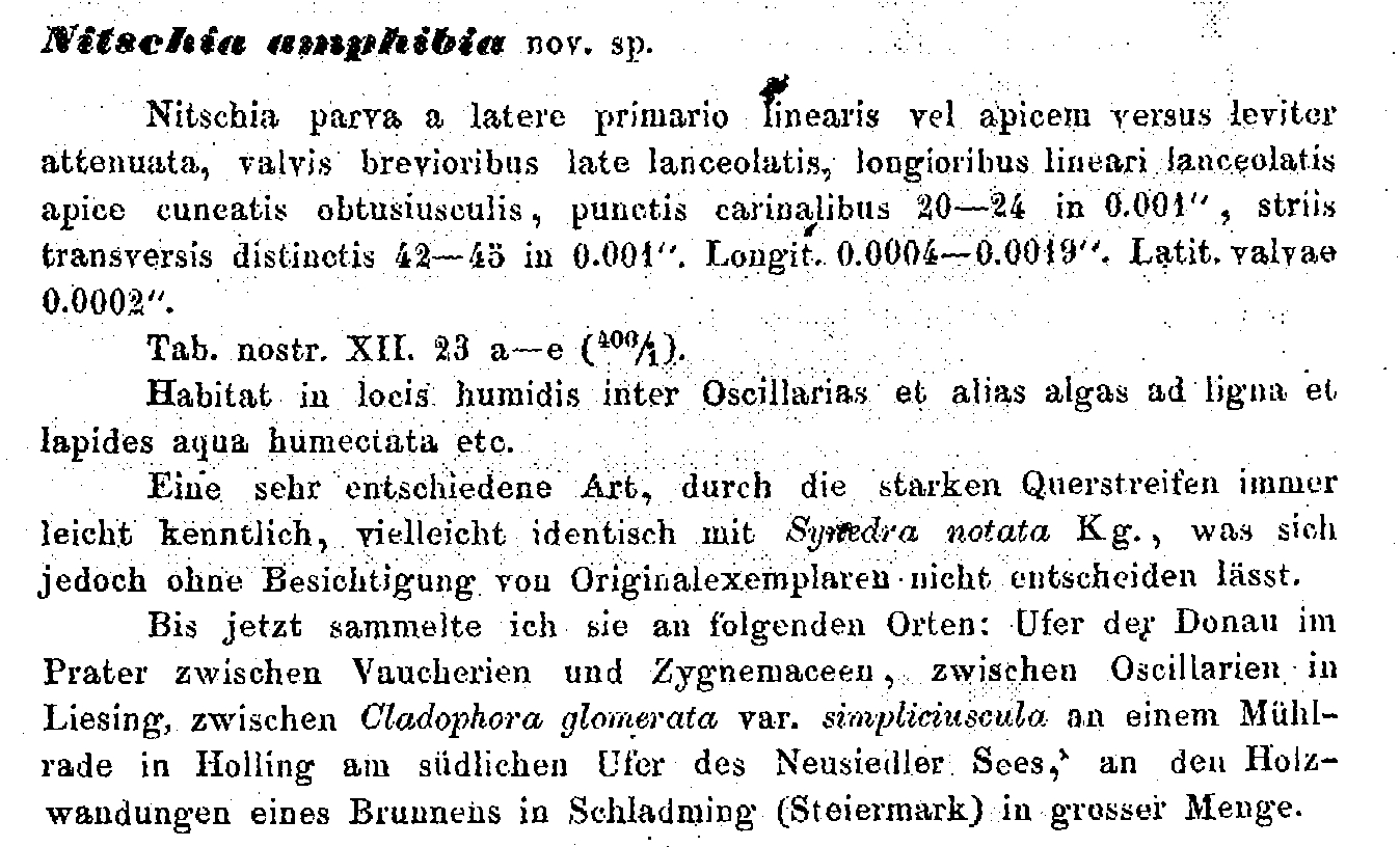 N Amphibia Orig Description Text