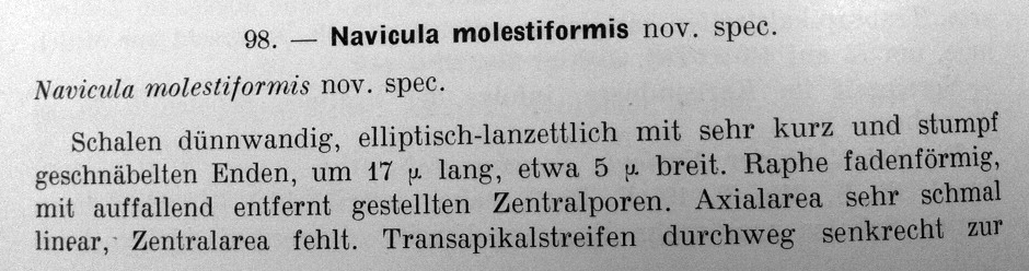 N Molestiformis Orig