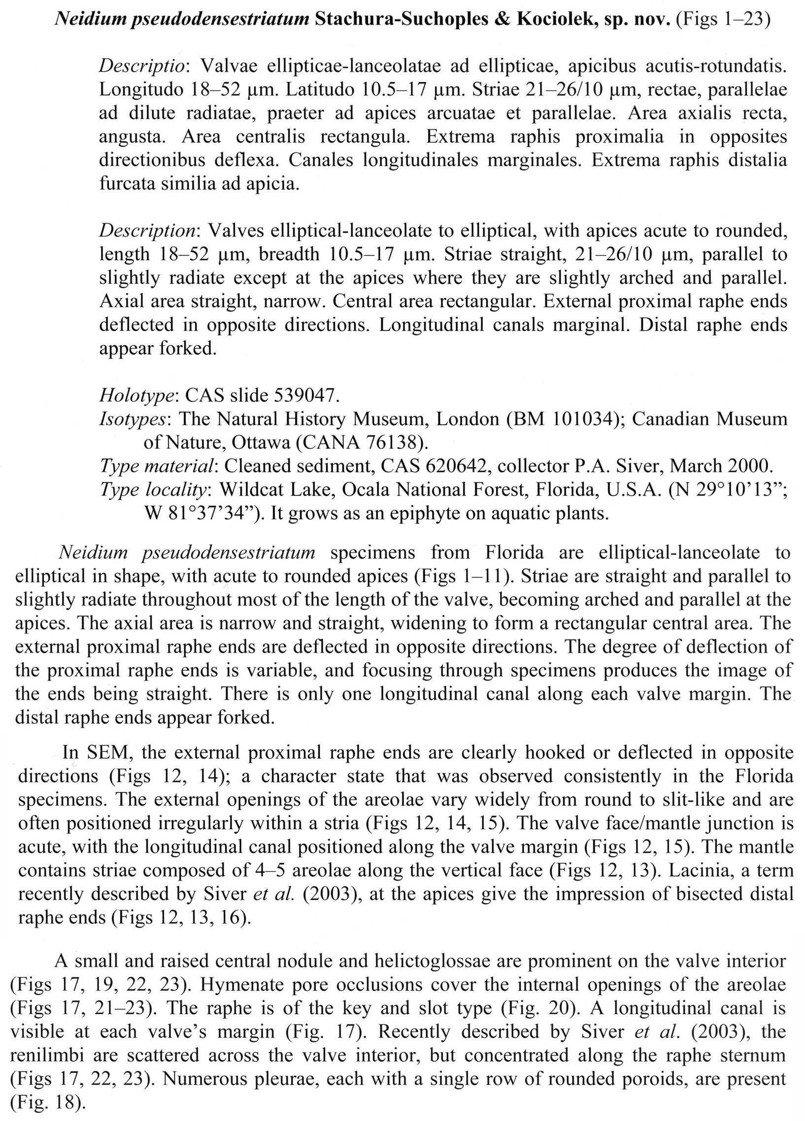 N Pseudodensestriatum  Orig Descr