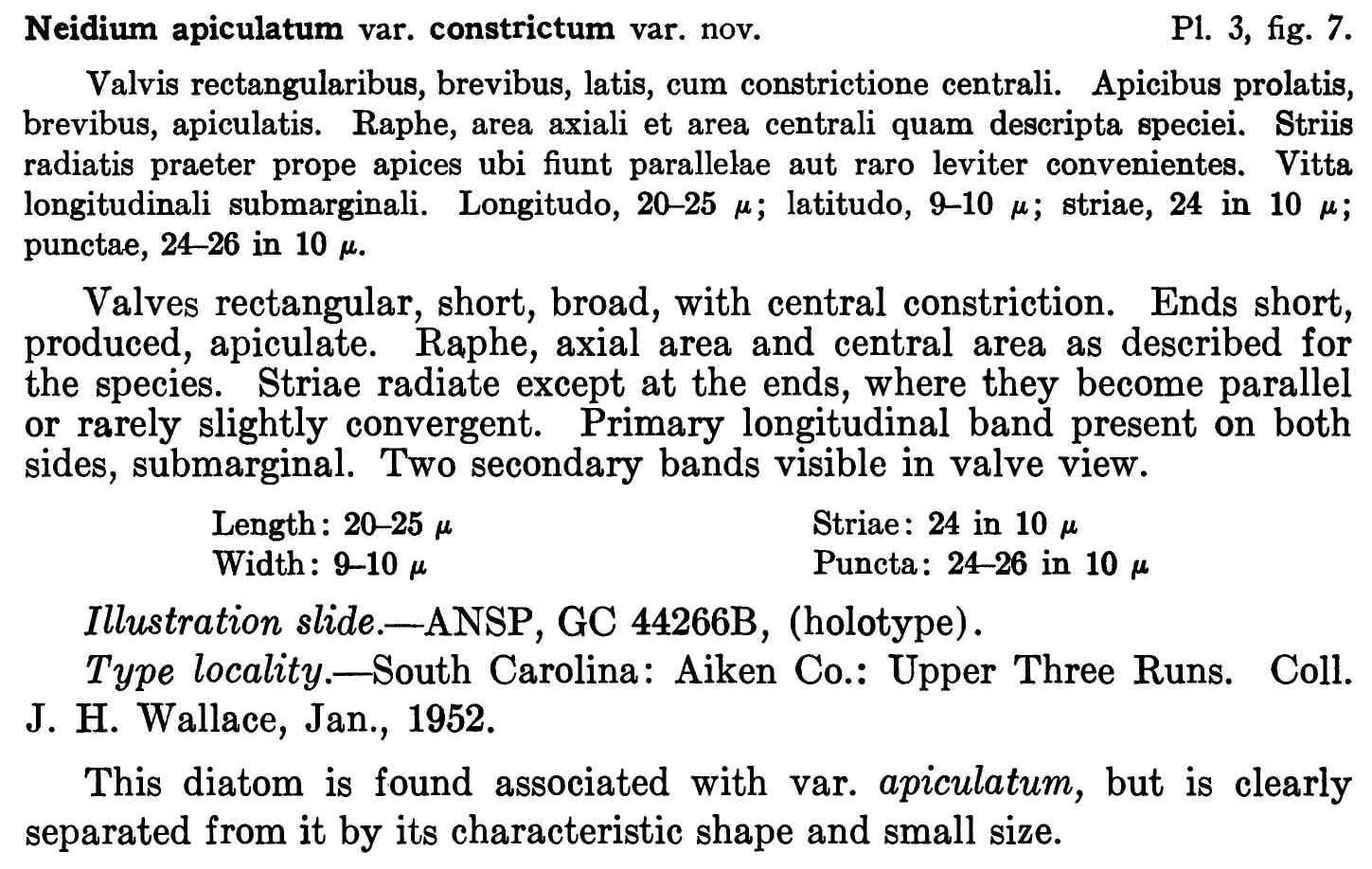 Napiculatum Constrictum  Orig Descr