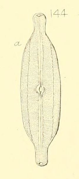 Navicula Producta Orig Illus