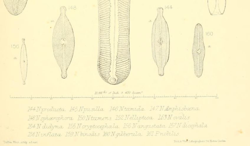 Navicula Producta Orig Illus2