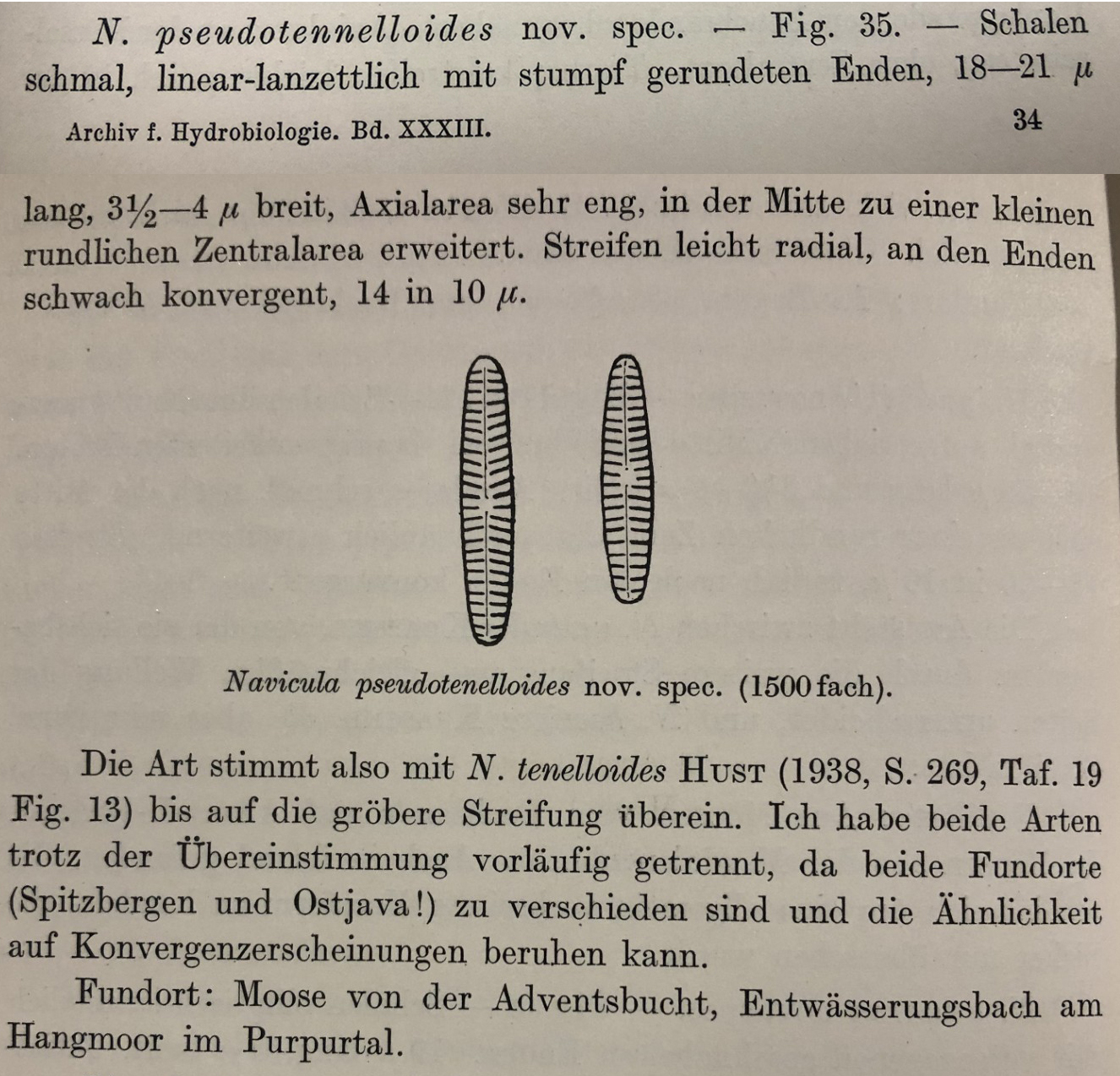 Navicula Pseudotenelloids Orig Descr