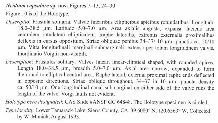 Neidium capsulare orig description