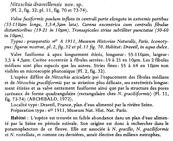 Nitzschia Draviellensis  Costeand Ricard 1980 Description