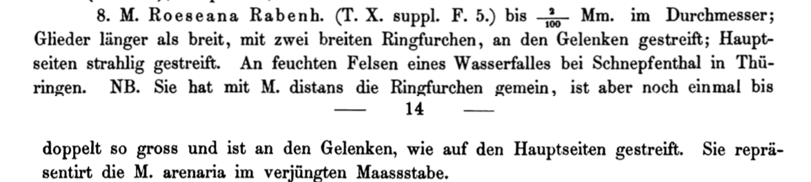 Ortho Roeseana  Rabenhorst 1853 Descrip