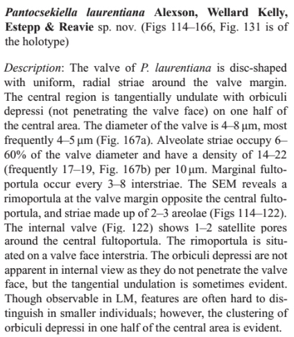 Pantocsekiellalaurentiana originaldescription