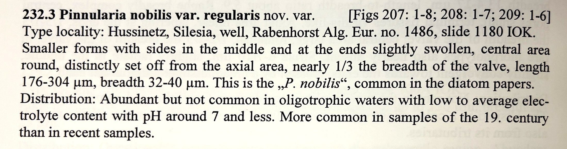 Pinnularia Nobilis regularis og description