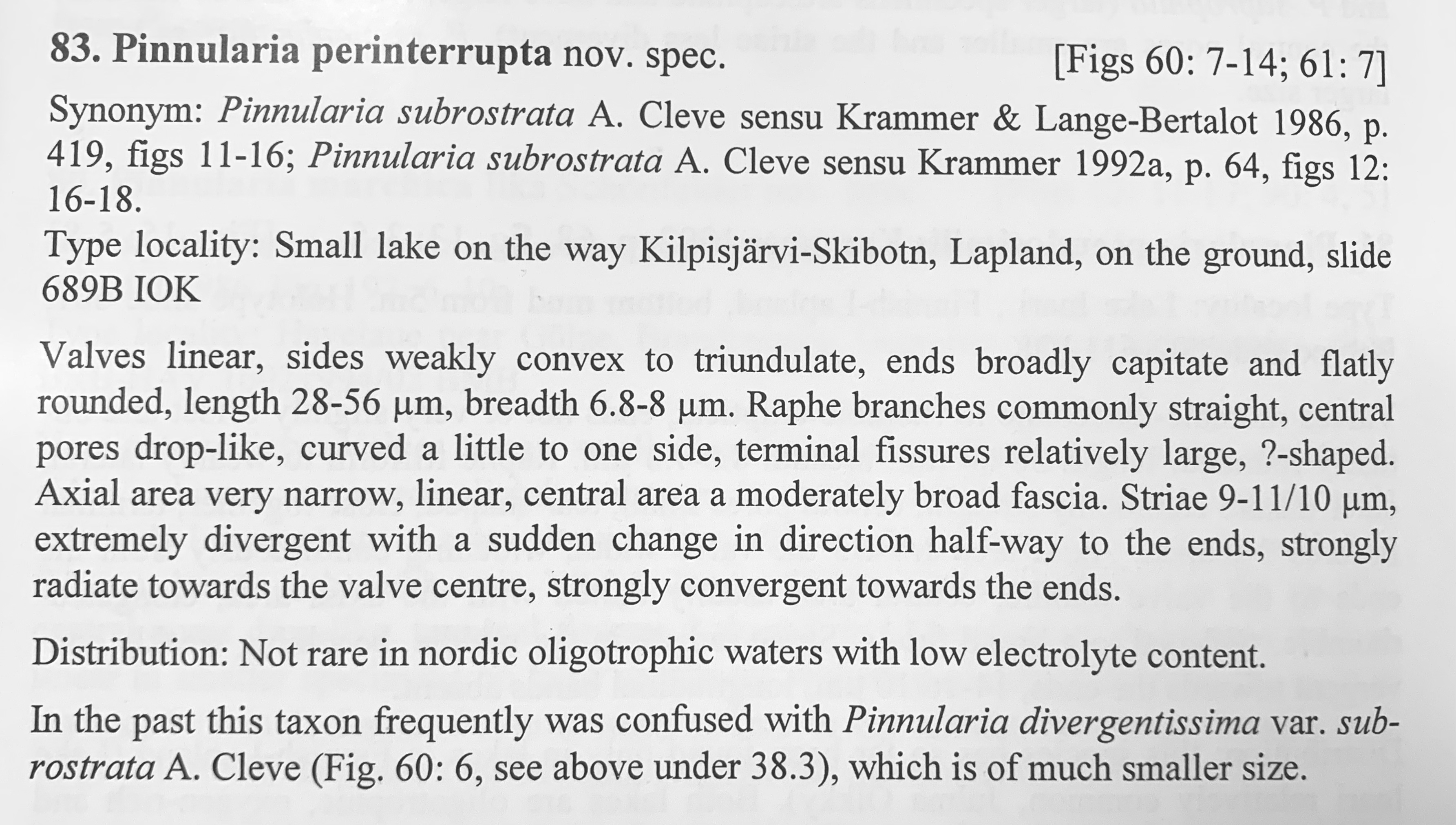 Pinnularia perinterrupta orig desc