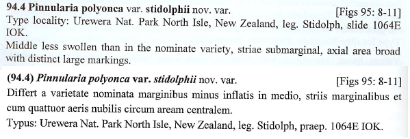 Pinnularia polyonca stidolphii Orig Descr