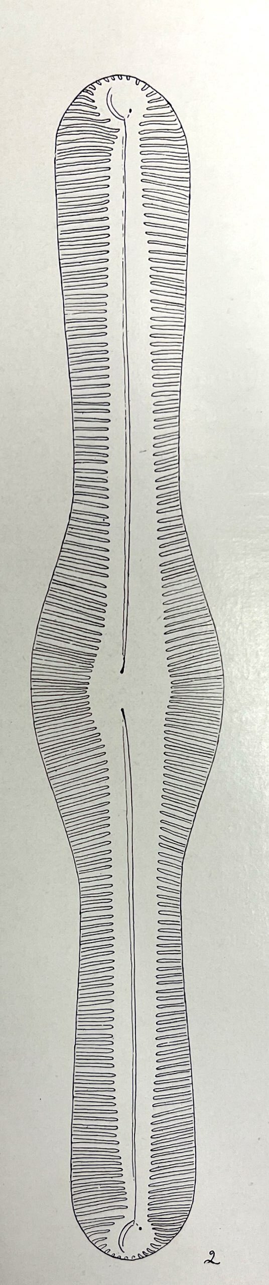 Pinnularia pulchella orig illus 1