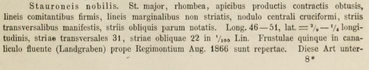 S nobilis Original description 1