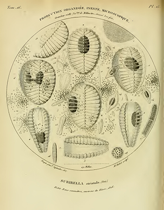 S Striatula Orig Illustration