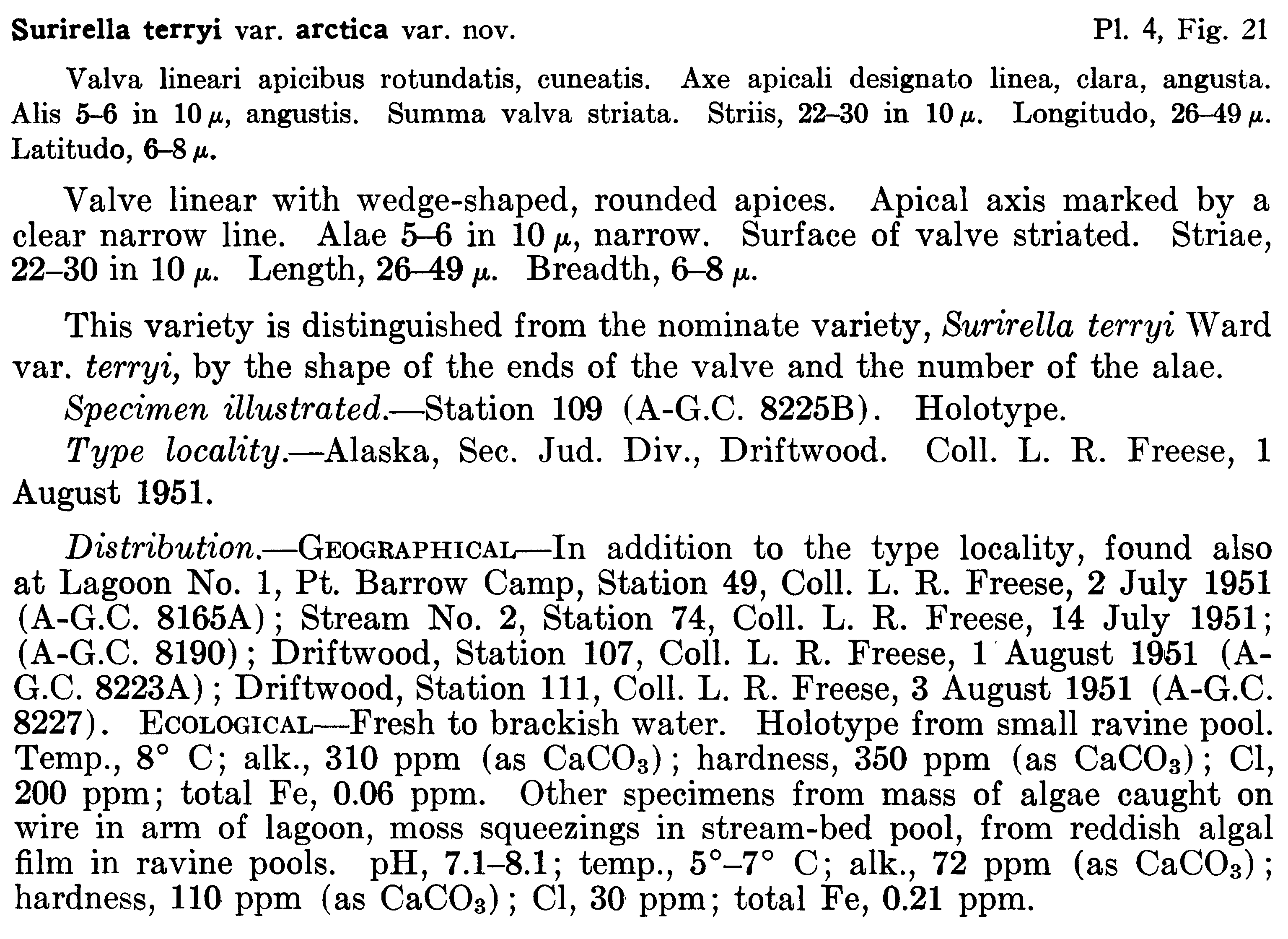 Surirella Terryi Var Arctica Orig Descript  Pf1961