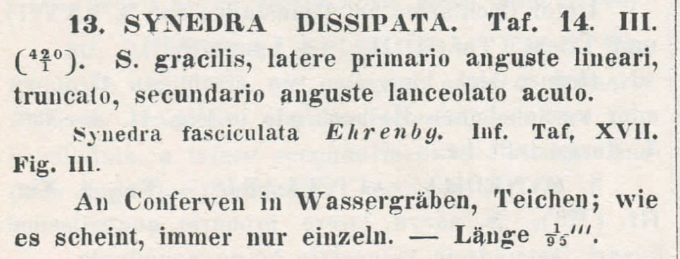 Synedra Dissipata  Kutz 1844