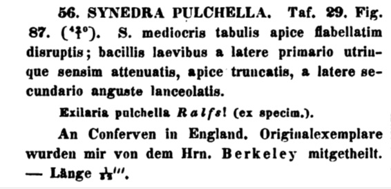 Synedra Pulchella Original