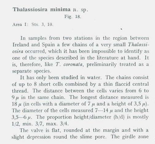 Thalassiosira minima orig desc1